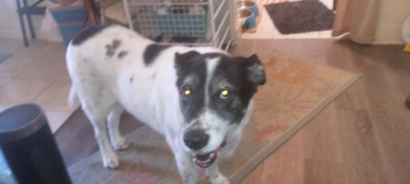 Callie- Elder champion