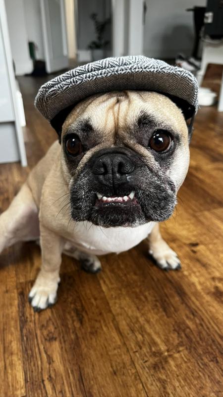 Light Grey Dog Flat Cap New Look