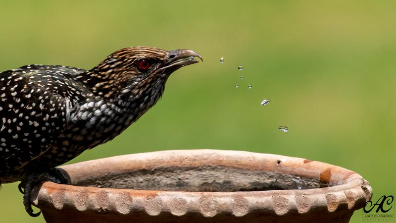 nikon d780 bird photography