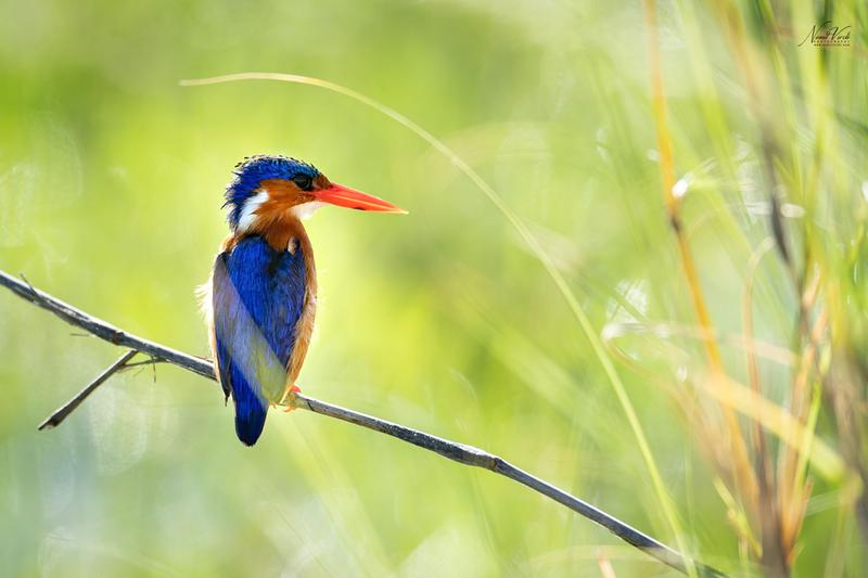 nikon 600mm prime