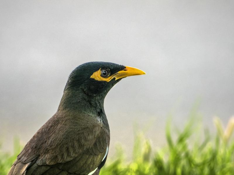 nikon coolpix p1000 bird photography
