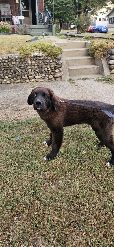 Bear st.bernard Bernedooddle