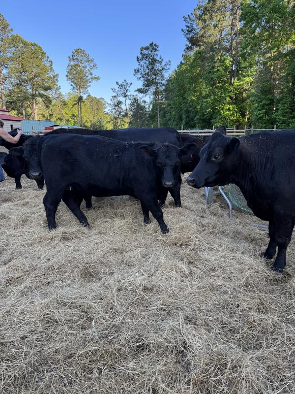 Just some photos of my cows and the new baby.