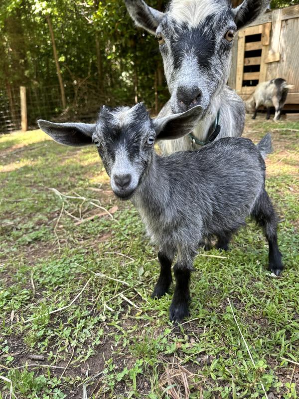 Her coat has became so shiny since eating Nutrena.