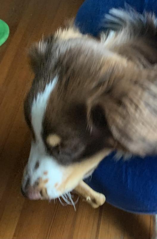 Nylabone Edible, Healthy, Small, Long Lasting Natural Lamb and Apple Treats