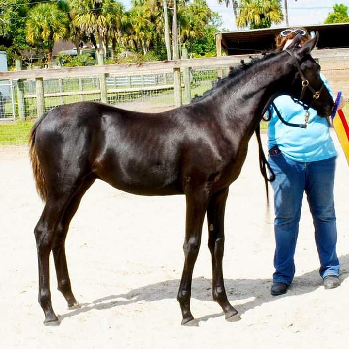 My Colt on grow colt