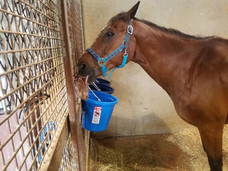 Ace loved his Redmond Rock "lollipop"