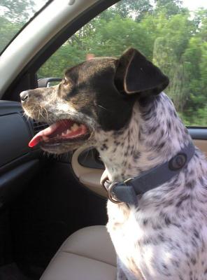 Dixie's a happy Wellness dog!