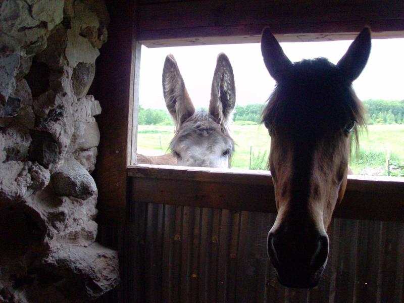 Milton Burro & Lady Lillie