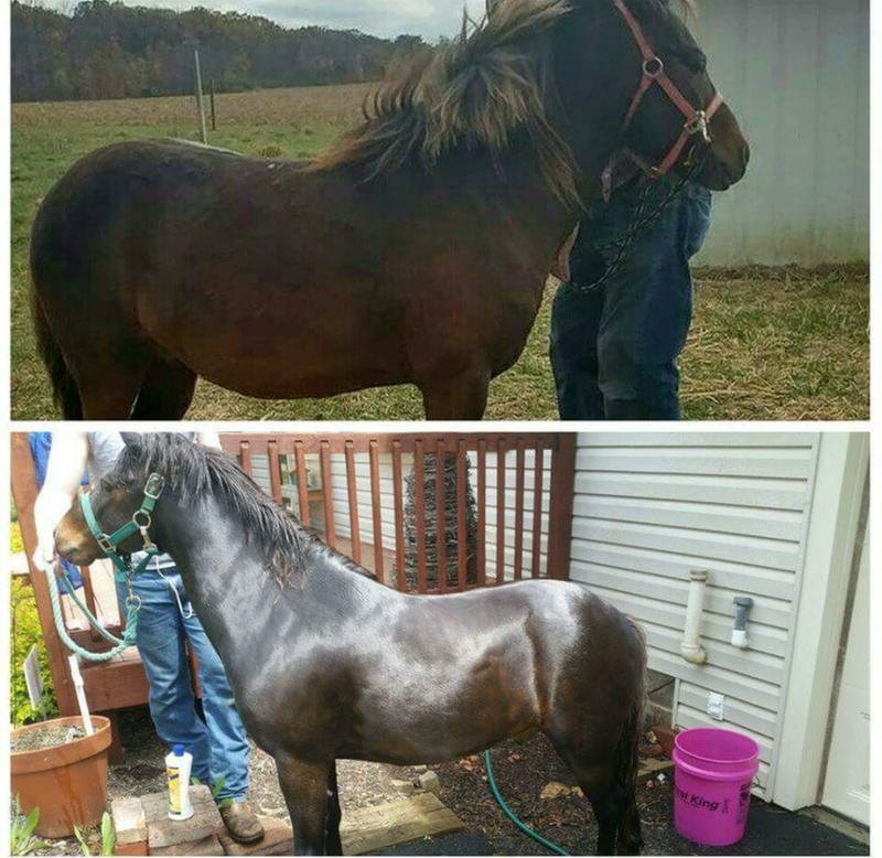 Champ, before and after Smartpaks!