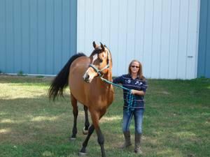 16.1 hh 10 year old Arabian gelding.
