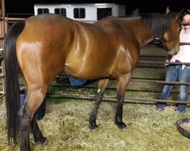 Our TB mare now has a great top line and shine! Very happy with DAC oil!!