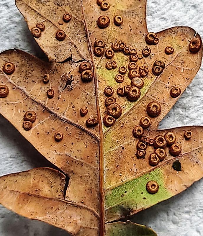 Xperia 5 Ii 6 1 Compact Android Smartphone Sony Us