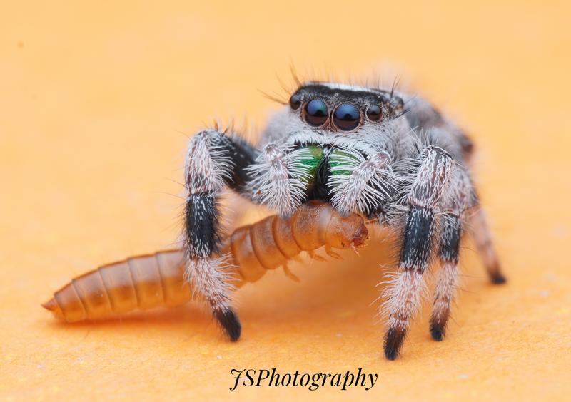 FE 90mm F2.8 Macro G OSS | SEL90M28G | Sony Malaysia