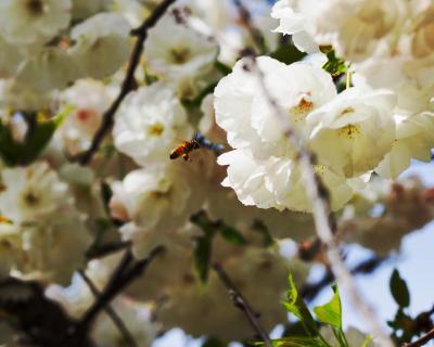 Dt 55 0 Mm F4 5 6 Sam Ii Sal 550 2 Sony Us