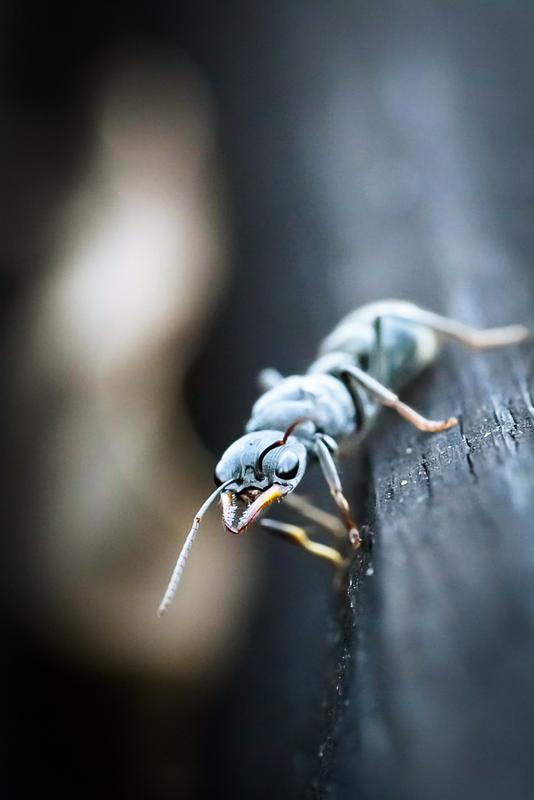 FE 90mm F2.8 Macro G OSS | SEL90M28G | Sony New Zealand