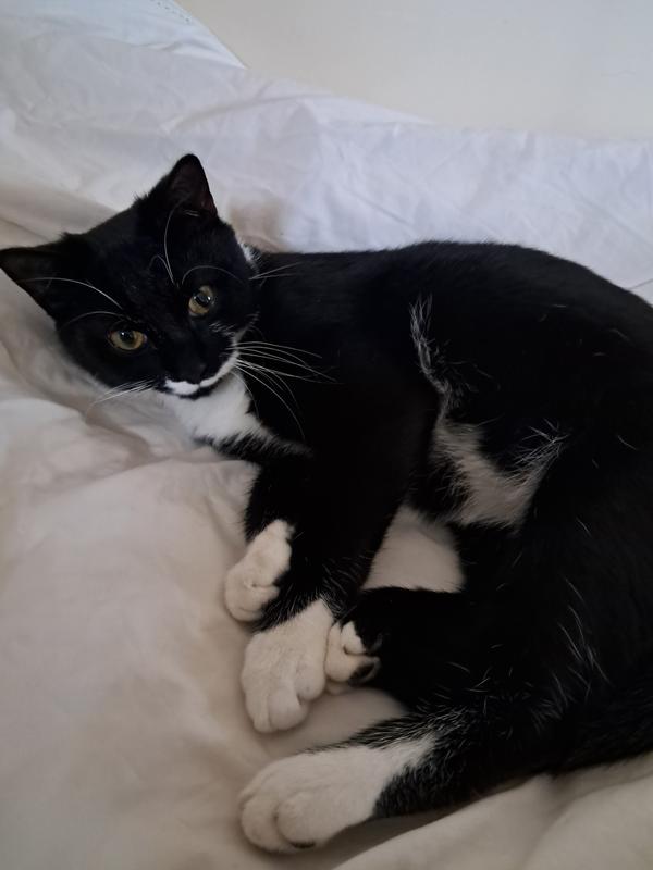A healthy and happy kitten