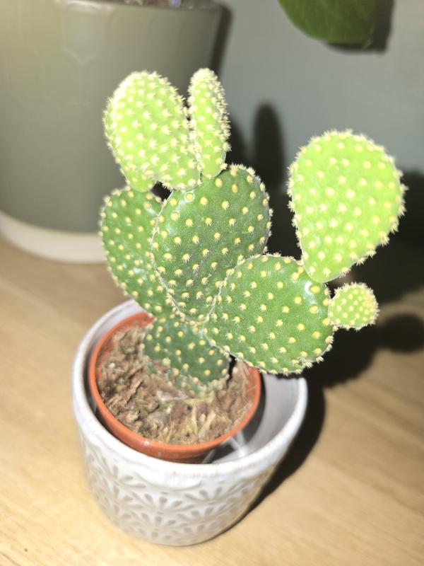 New mini cactus