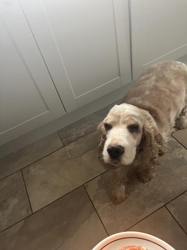 Alfie waiting for his tea ❤️