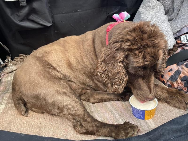 Murphy also enjoys doggy ice cream  when on holiday!