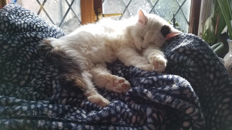 Patchy (19)