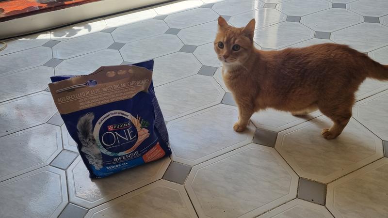 Pisy and Purina