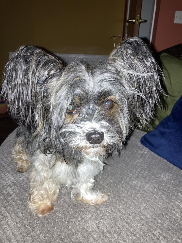 Fred’s ears.
