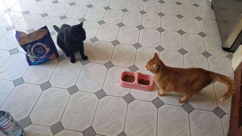 Blake,Pisy and Purina