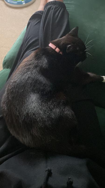 Rosie wearig her fea colar