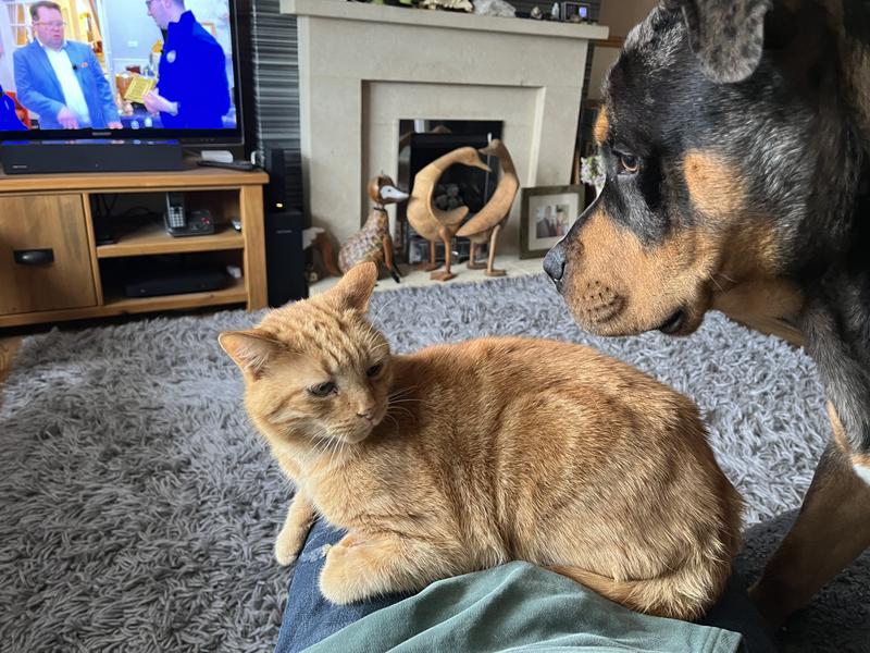 Pets love it too