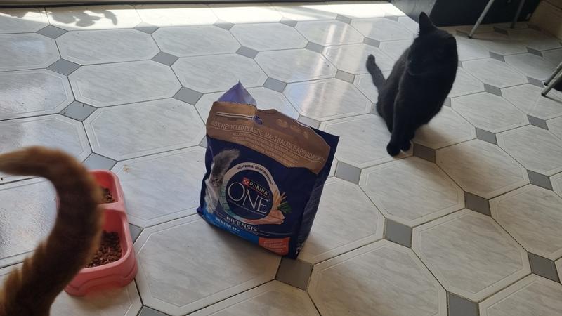 Blacky and Purina.