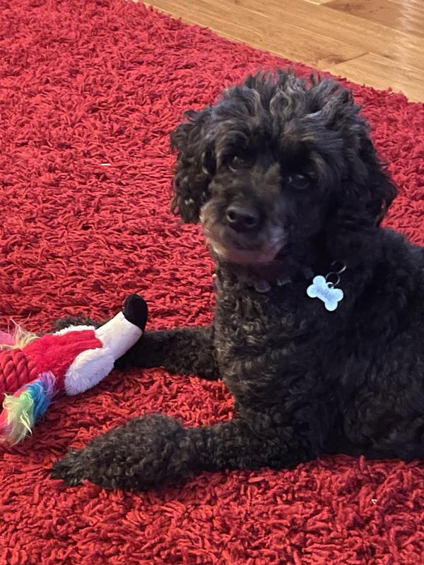 Life’s good - plenty of toys