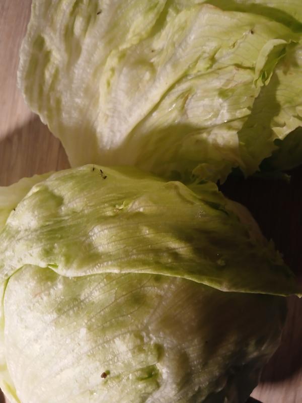 small flies allthrough the lettuce