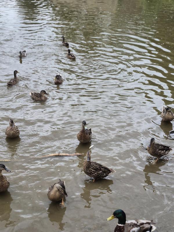 Getting the attention of the whole pond