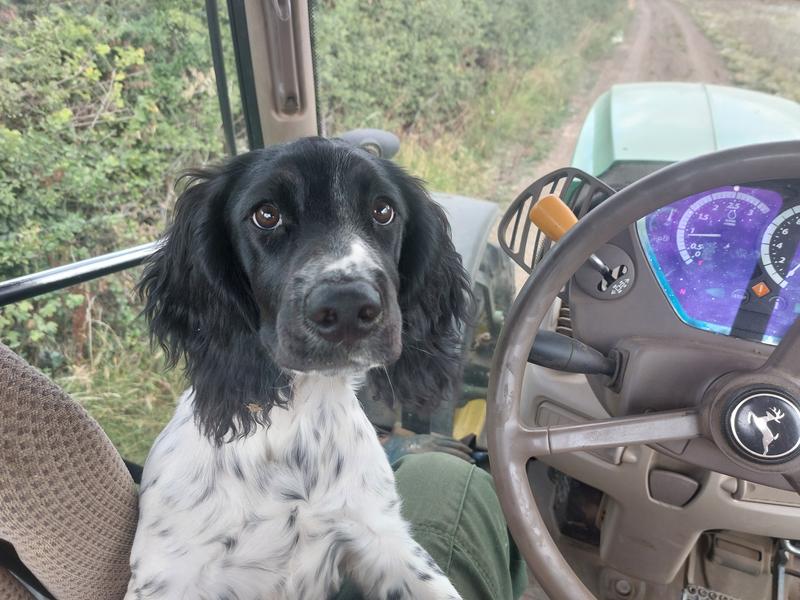 I'm enjoying  this riding  on the tractor