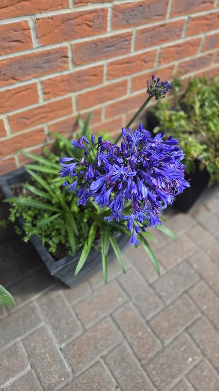 User generated review image 2