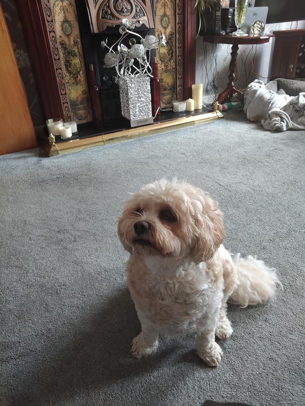 User generated review image 2