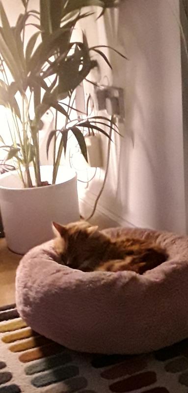 User generated review image 2