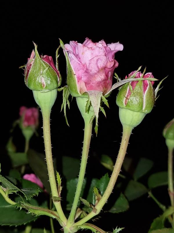 User generated review image 3