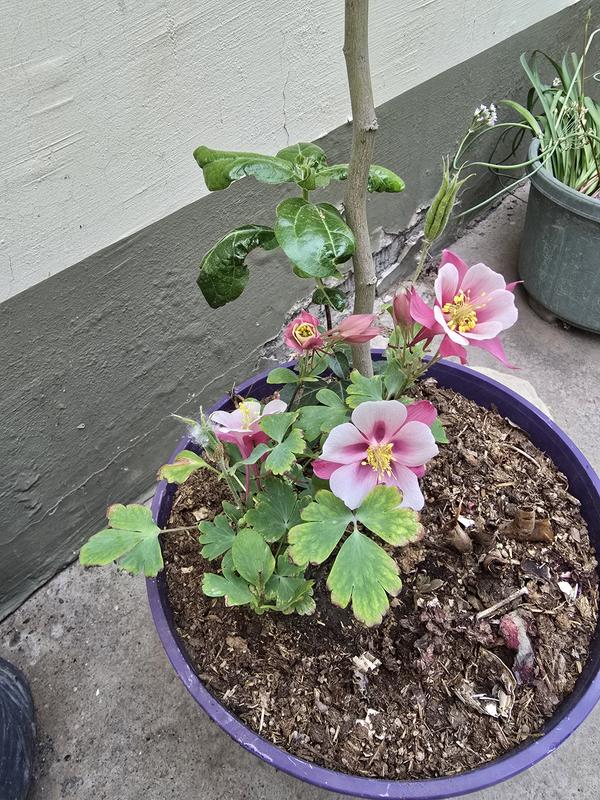 Revisione aperta modale 2 su 2