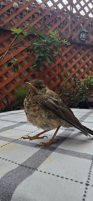 Revisione aperta modale 2 su 5