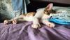 Specifiche | Samsung Galaxy Z Fold 7 | Samsung IT | Samsung IT 12GB Blu 512GB
