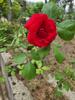 Galaxy Z Flip3 5G 8GB 12GB