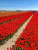 https://photos-eu.bazaarvoice.com/photo/2/cGhvdG86c2Ftc3VuZy1ubF9ubA/9a7de012-c7ba-5544-b359-cde408d366b2