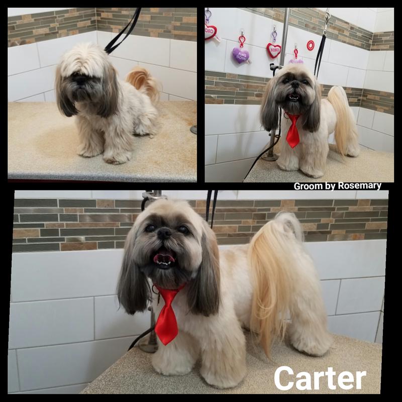 His mommy wants him long and Cowboy Magic helps me detangle and manage his long hair. When he comes back 4 -6 weeks back for grooming, it controls his matting. Love Cowboy Magic.