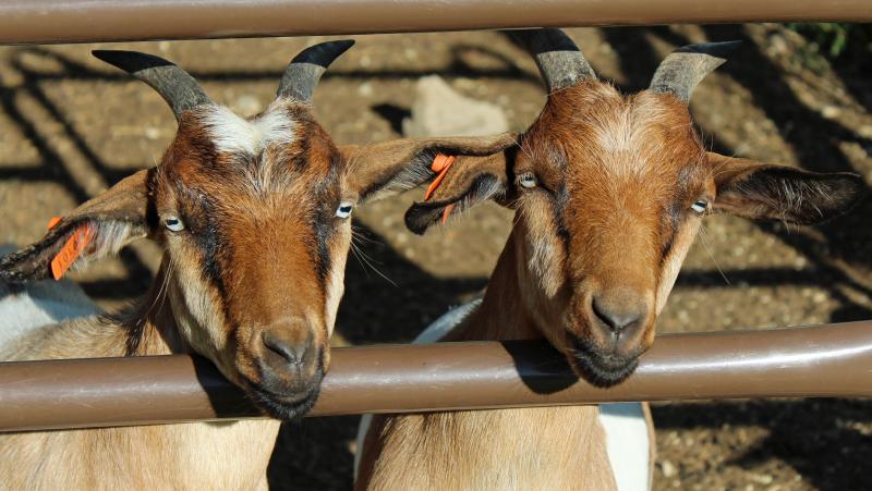 4h show goats ready to go!