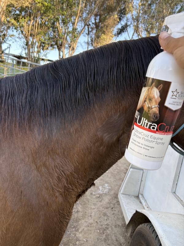 Opie the ranch riding horse
