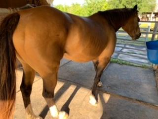 She was very underweight when I bought her on 3/12/20