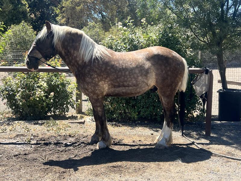 Kevin the menace.. rubbing manes and unlocking gates