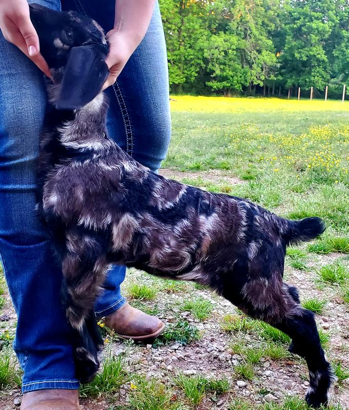 "MONET" 2020 show doeling from Smith Farms